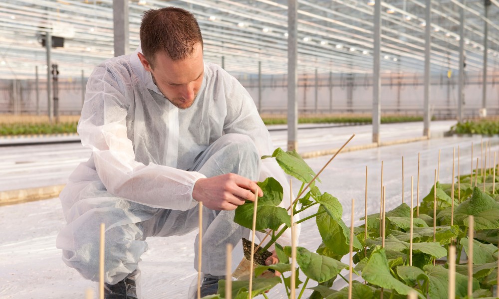 Horticultor en una huerta