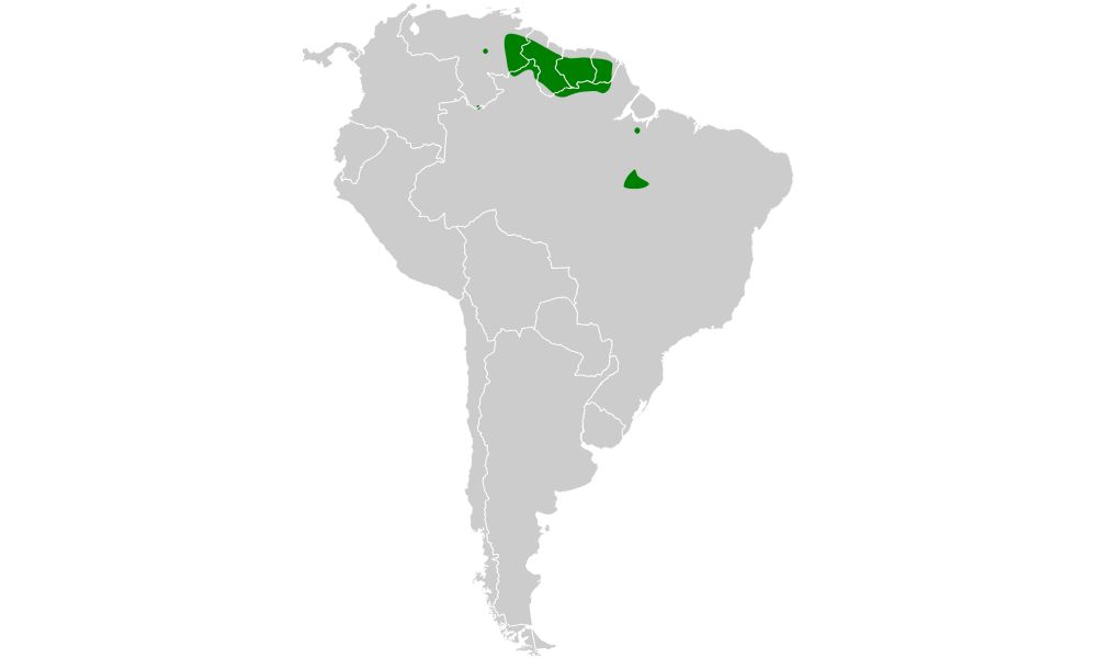 Zona del planeta donde habita el pájaro más ruidoso del mundo. 