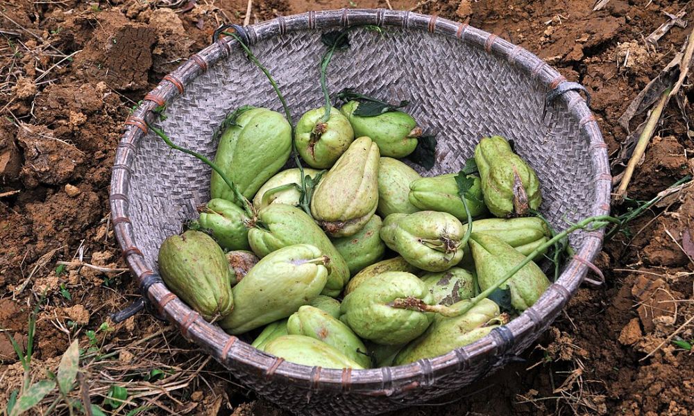 Una canasta repleta de chayote.