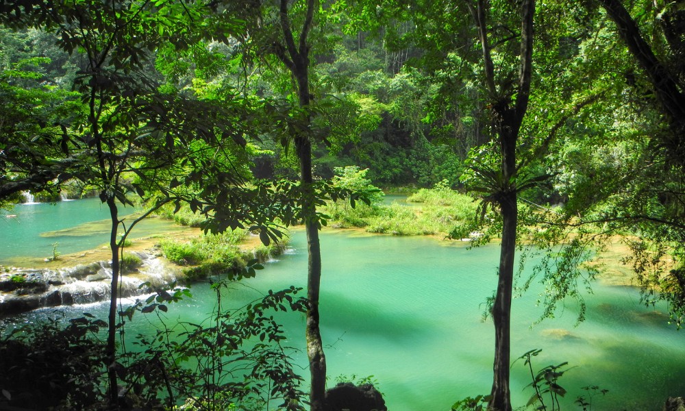 Bosque tropical donde se encuentra Semuc Champey, las piletas naturales de Guatemala