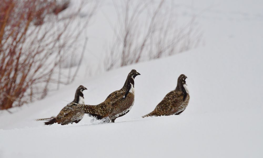 El urogallo de Gunnison y su grupo, en la nieve. 