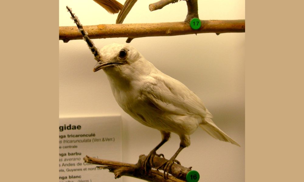 El pájaro más ruidoso del mundo, en un museo. 