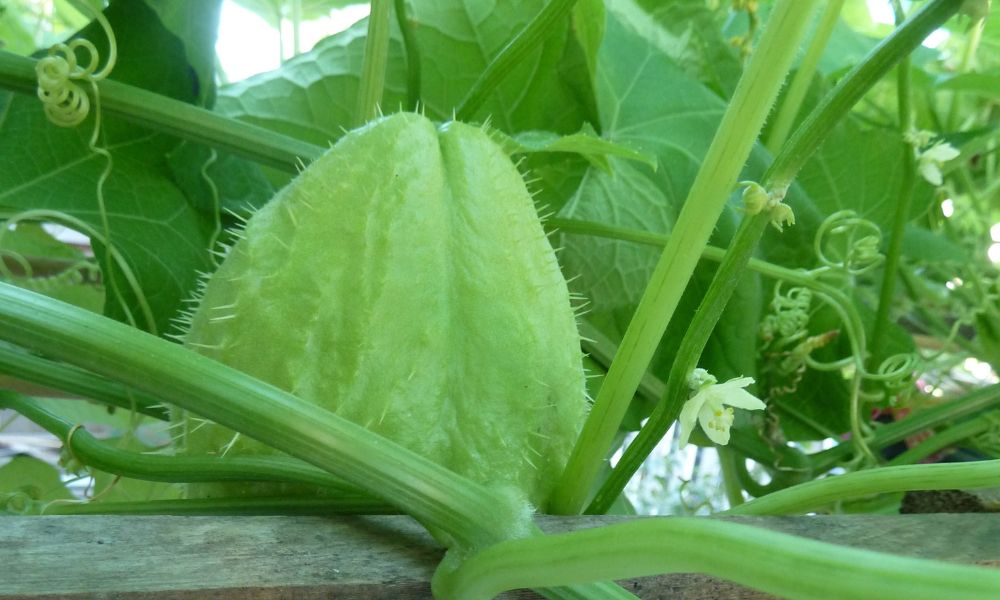 Un chayote en su planta. 