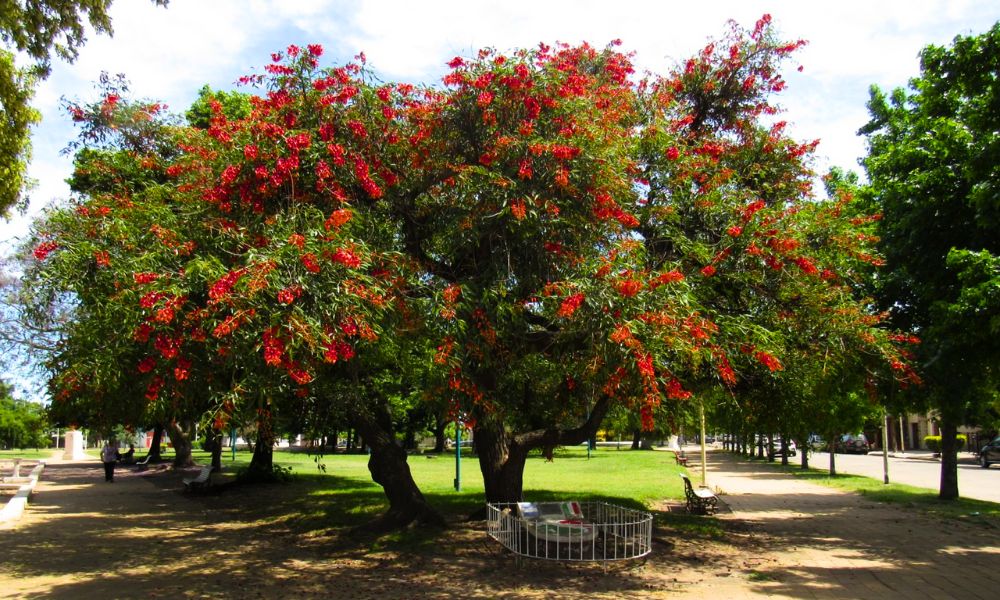 arbol nacional argentino