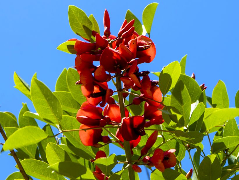 ceibo flor nacional hojas verdes y flor rojo vivo