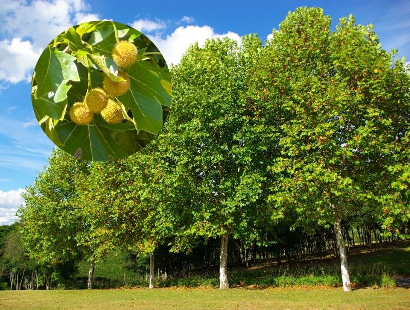 árbol de da alergia plátano de sombra y sus pelotitas amarillas