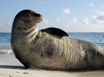 Foca monje de Hawái posando en la playa