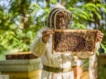 Apicultura, la crianza y cuidado de las abejas