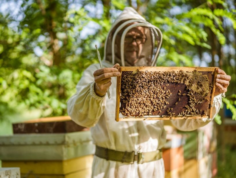 Apicultura, la crianza y cuidado de las abejas