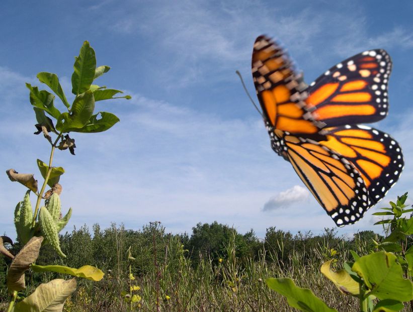 Por qué las mariposas no vuelan en línea recta