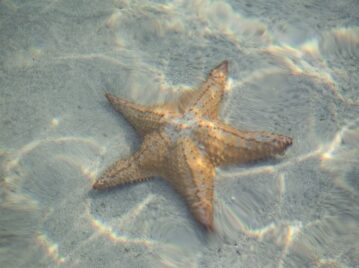 Estrellas de mar, los animales marinos que se desplazan con pies tubulares