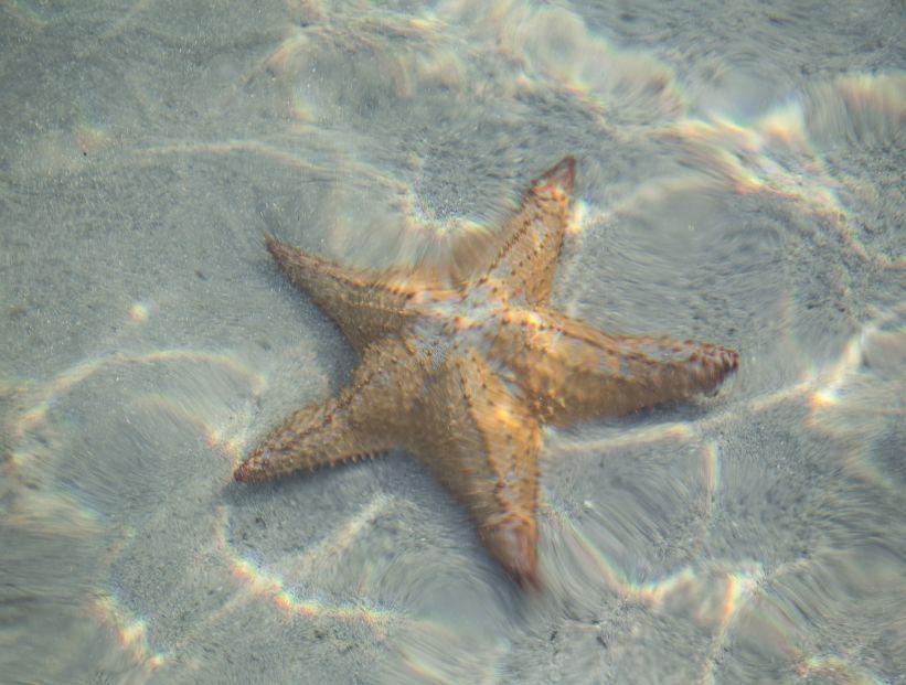 Estrellas de mar, los animales marinos que se desplazan con pies tubulares