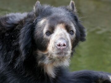 oso de anteojos