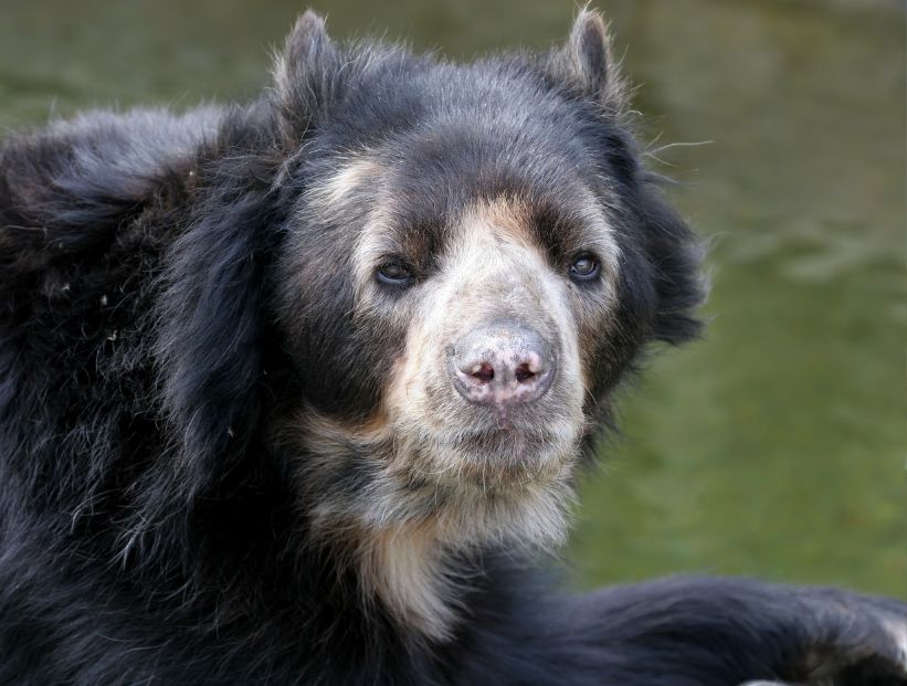 oso de anteojos