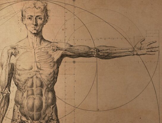 ¿Cuántos músculos tiene el cuerpo humano?