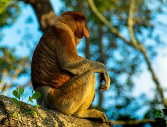 Mono narigudo, el curioso primate de Asia que está en peligro de extinción 