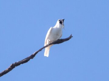 pajaro-mas-ruidoso-del-mundo