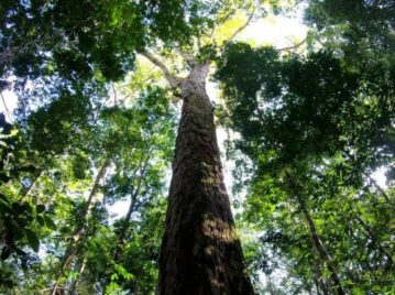 arbol-mas-alto-de-sudamerica