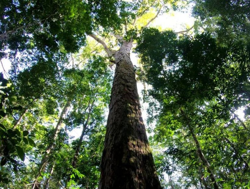 arbol-mas-alto-de-sudamerica