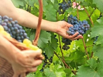 Vitivinicultura, la ciencia del cultivo de la vid para la producción de vino