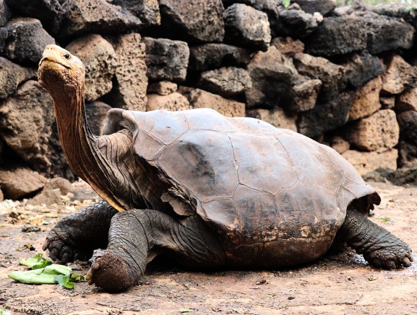 diego, la tortuga gigante