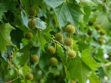 arbol de plátano pelotitas amarillas alergia