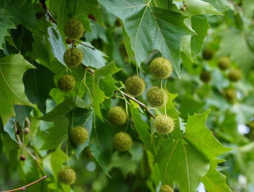 arbol de plátano pelotitas amarillas alergia