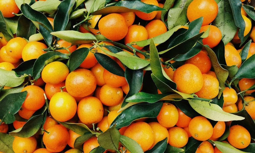 Naranjas en su árbol.