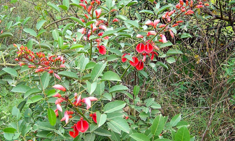 Planta de Ceibo, con la Flor Nacional de Argentina.