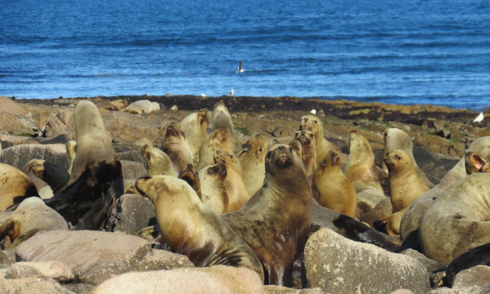 Parque Nacional Islote Lobos en Río Negro