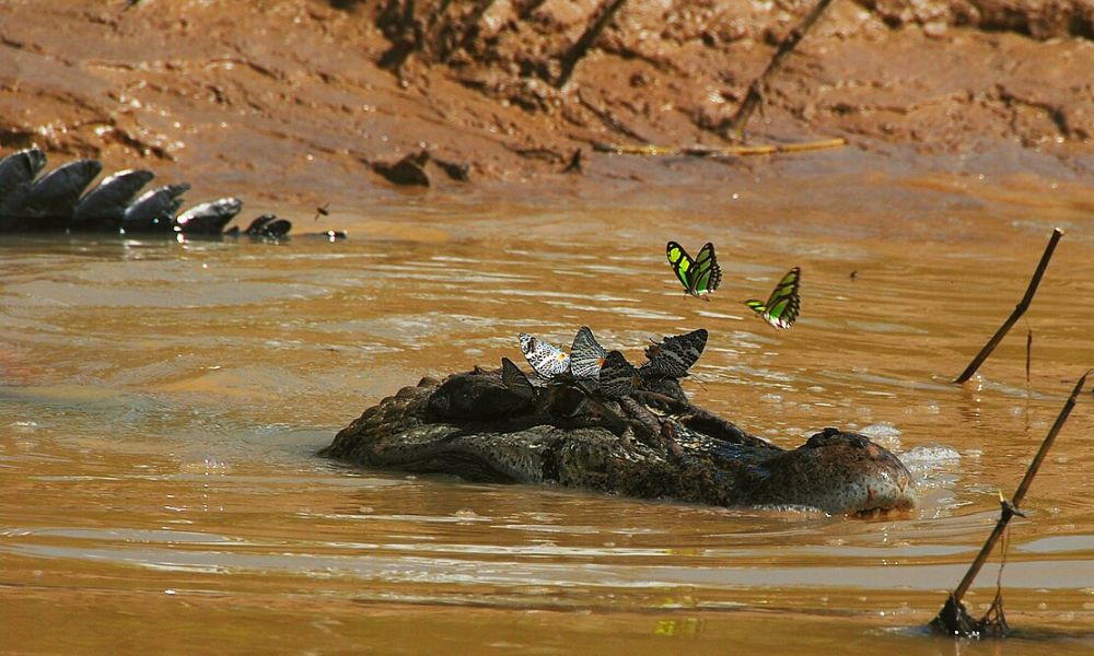 Una de las especies en peligro de Sudamérica.