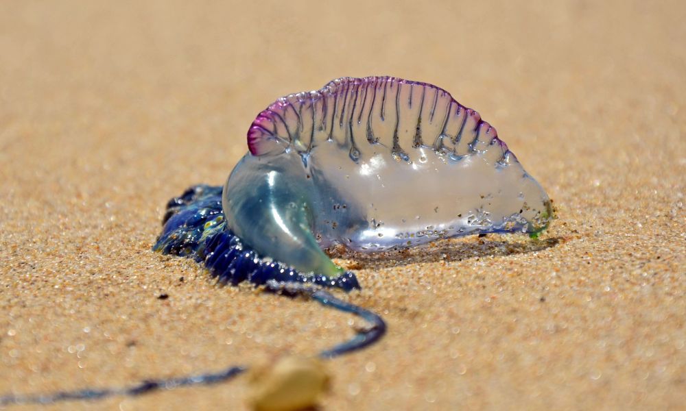 Portuguese Man o' War, el organismo colonial en el que viven pequeños