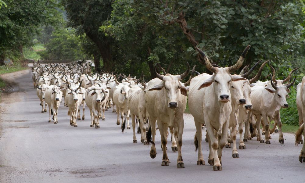 Vacas en la India