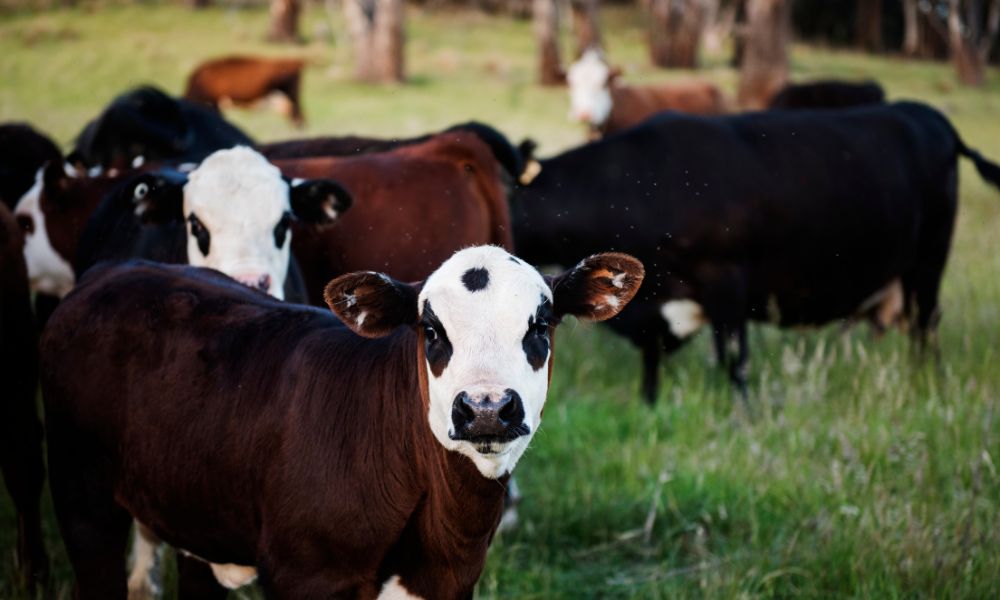 Las vacas son sagradas en la India