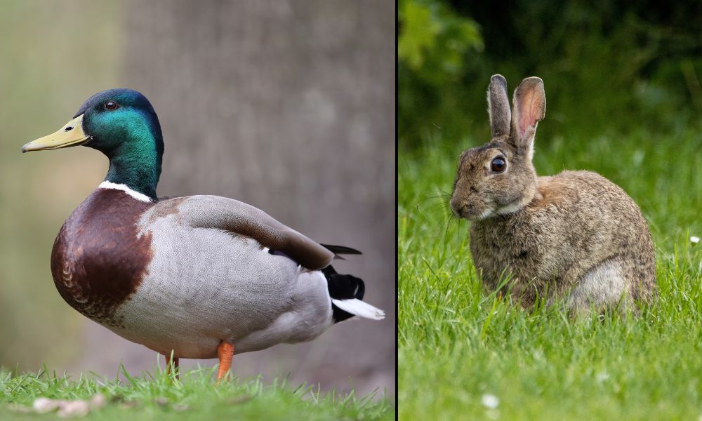 Pato y conejo