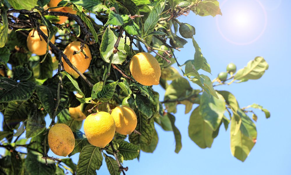 Cómo hacer crecer un limonero