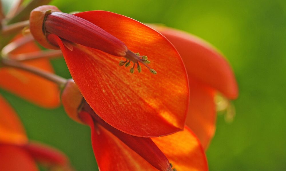 Detalle del aspecto de la Flor Nacional de Argentina. 