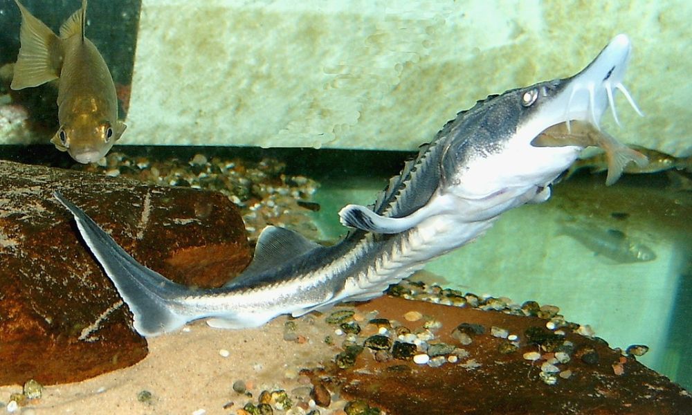 Aspecto de un ejemplar joven del pez de agua dulce más grande del mundo.