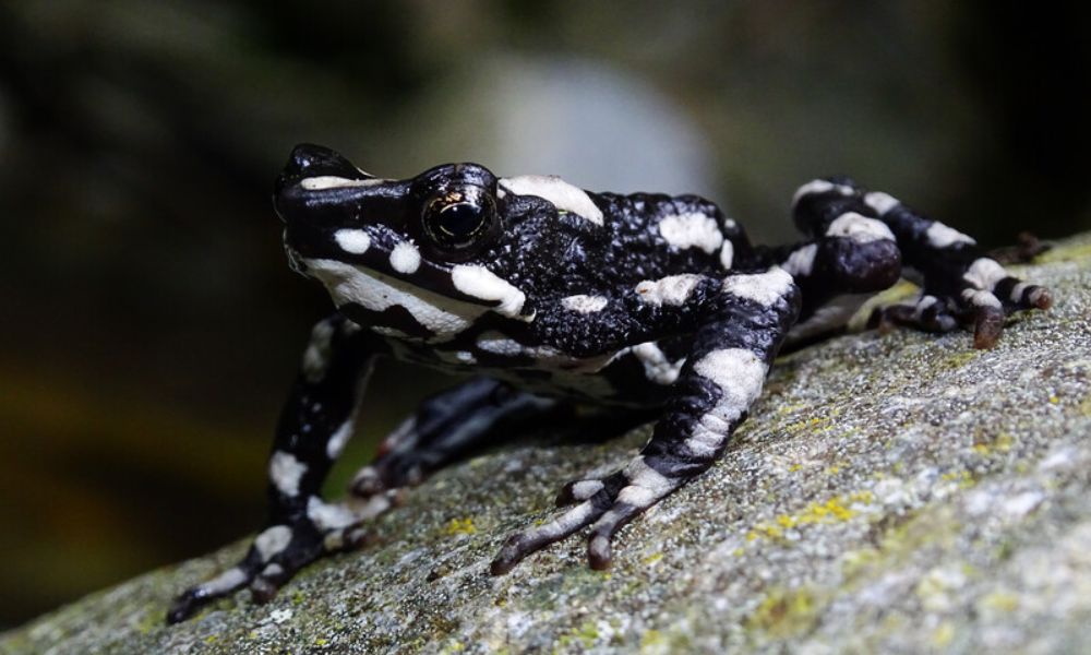 rana negra con manchas blancas de los andes tropicales