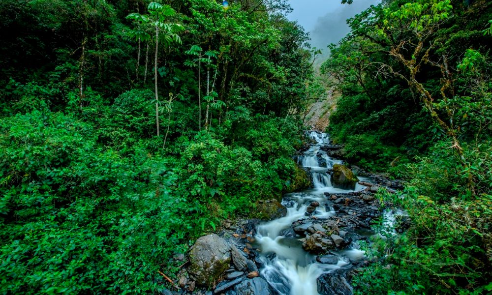 bosque tropical y un arrollo