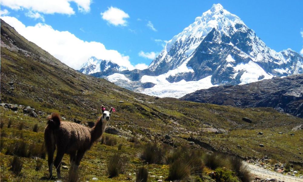 llama guanaco en los andes tropicales