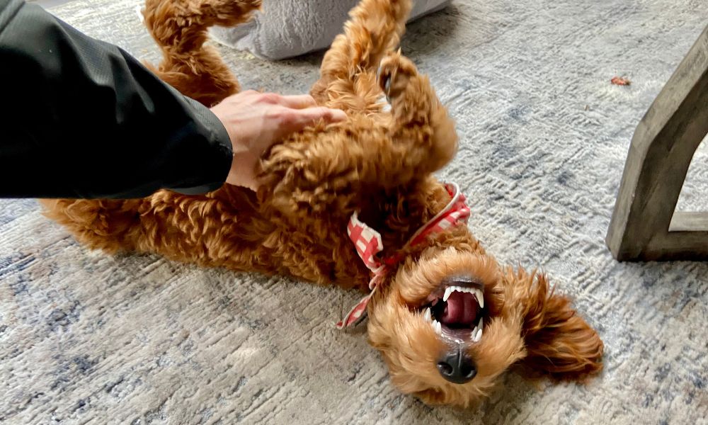 mano rascando panza de perros marrón