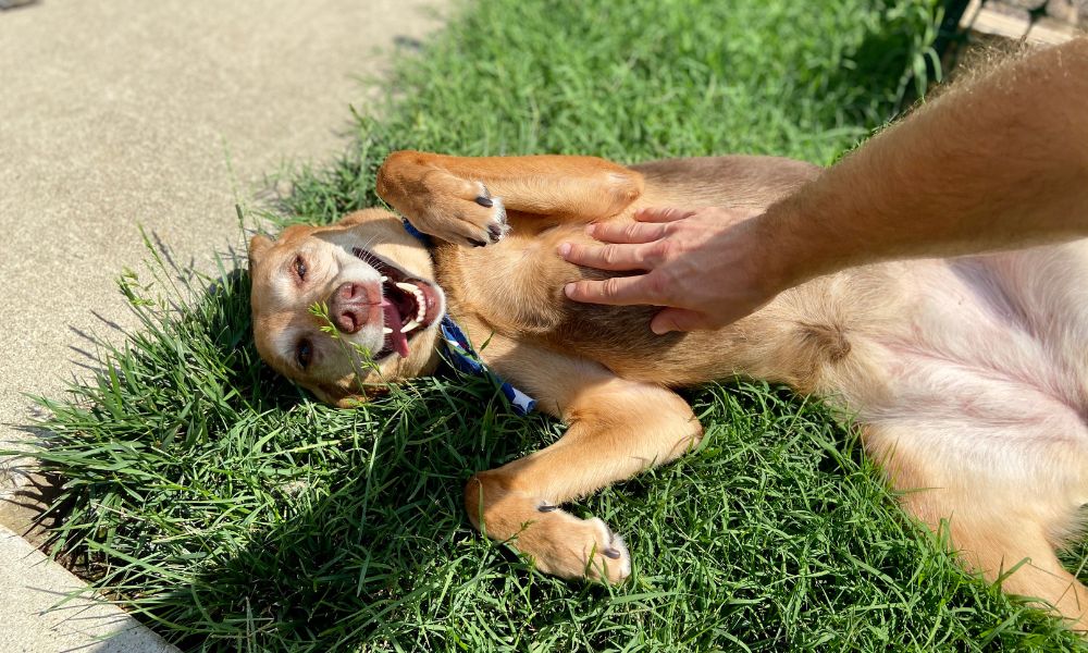 mascota siendo rascada en la panza belly rub