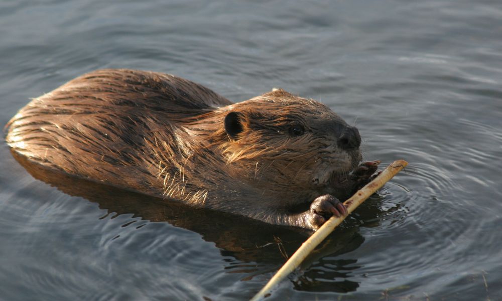 Castor llevando una madera en el río