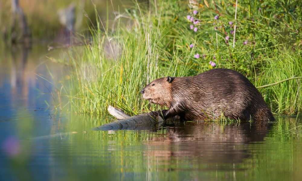 Castor en Tierra del Fuego