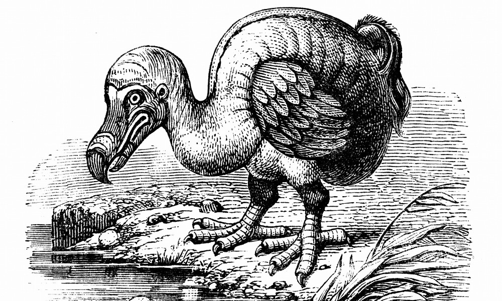 Dodo, el ave extinta en el siglo XVII