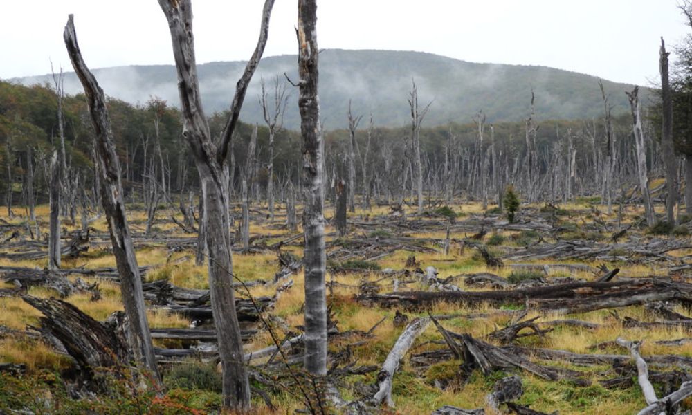 Bosques de Tierra del Fuego dañados por castores