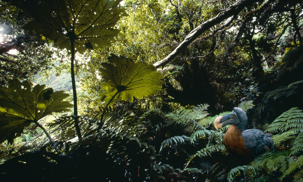 El dodo en Isla Mauricio