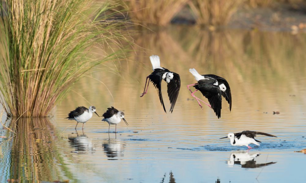 Vuelo de la cigüeñuela