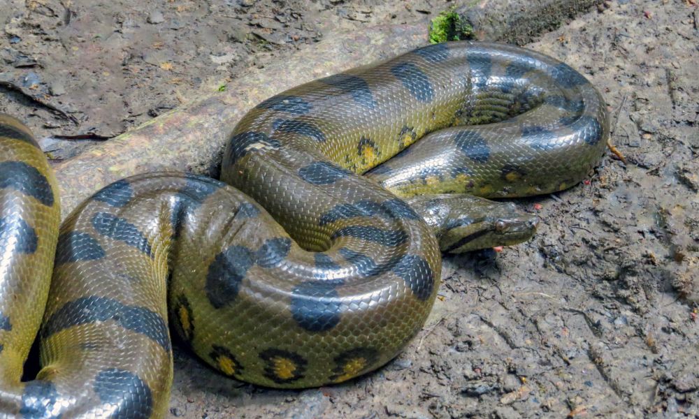 Anaconda verde, la serpiente constrictora más grande del mundo